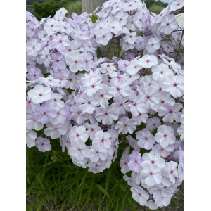 PHLOX x 'Opening Act Pink-a-Dot' PP31732