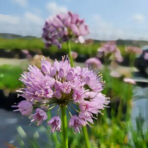 ALLIUM 'Summer Beauty'