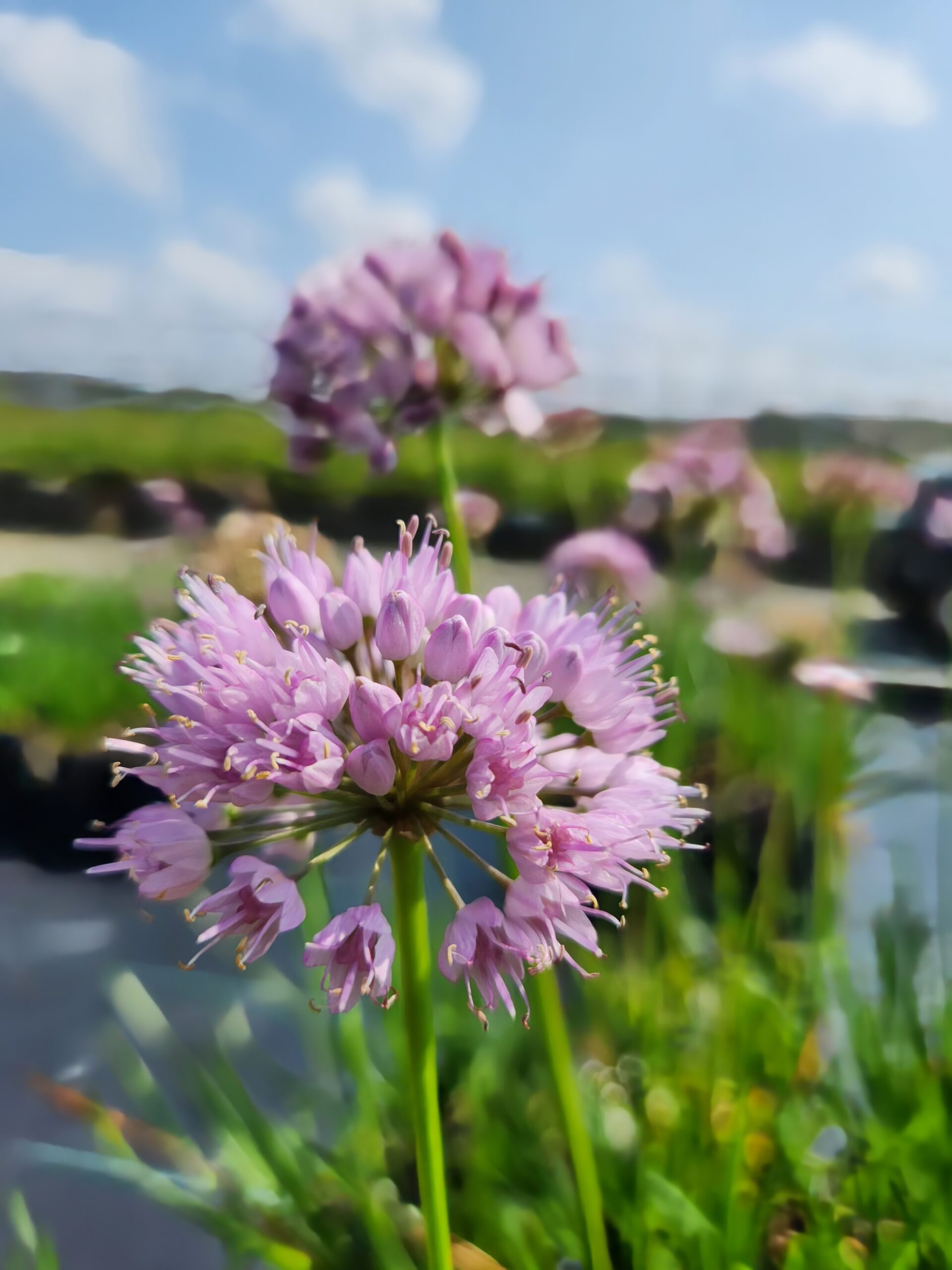 ALLIUM 'Summer Beauty'