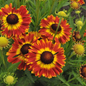 HELENIUM Mariachi™ Series 'Fuego' PP25977
