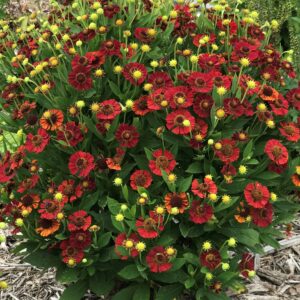 HELENIUM Mariachi™ Series 'Salsa' PP25978