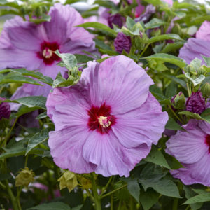 HIBISCUS moscheutos SUMMERIFIC&reg; ‘Lilac Crush' PP35181