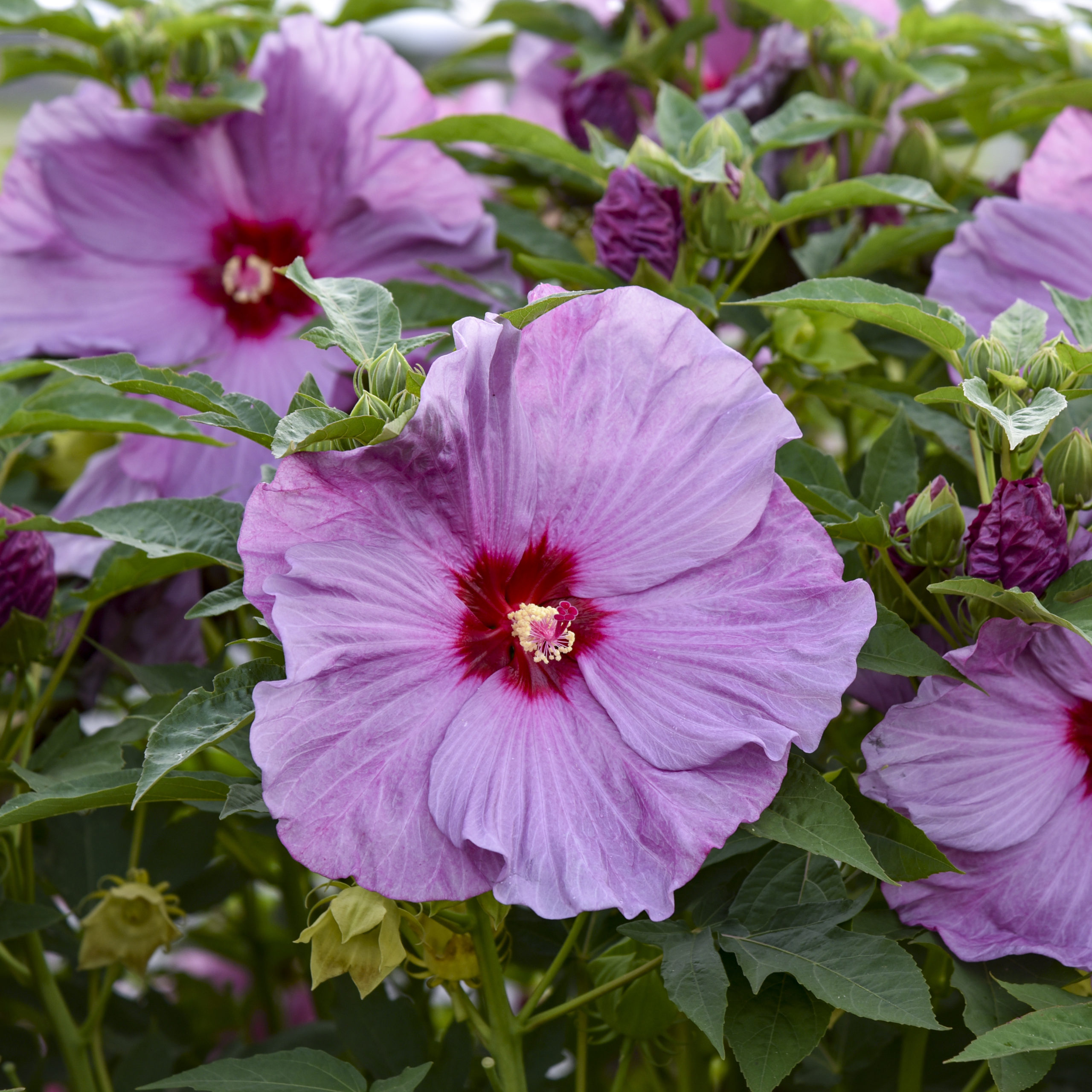 HIBISCUS moscheutos SUMMERIFIC® ‘Lilac Crush' PP35181