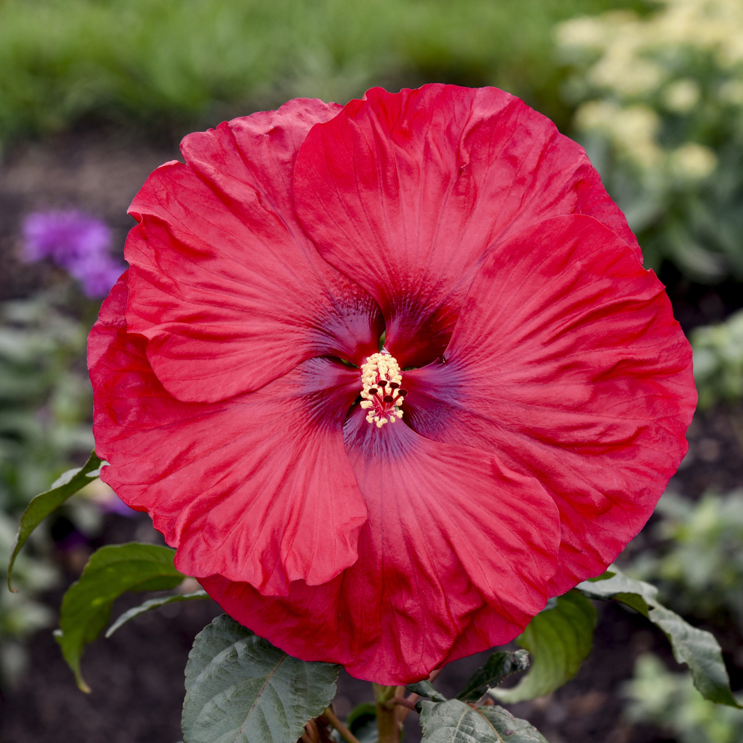 HIBISCUS moscheutos SUMMERIFIC® ‘Valentine's Crush' PP35170