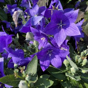 PLATYCODON grandiflorus POP STAR™ Series Blue