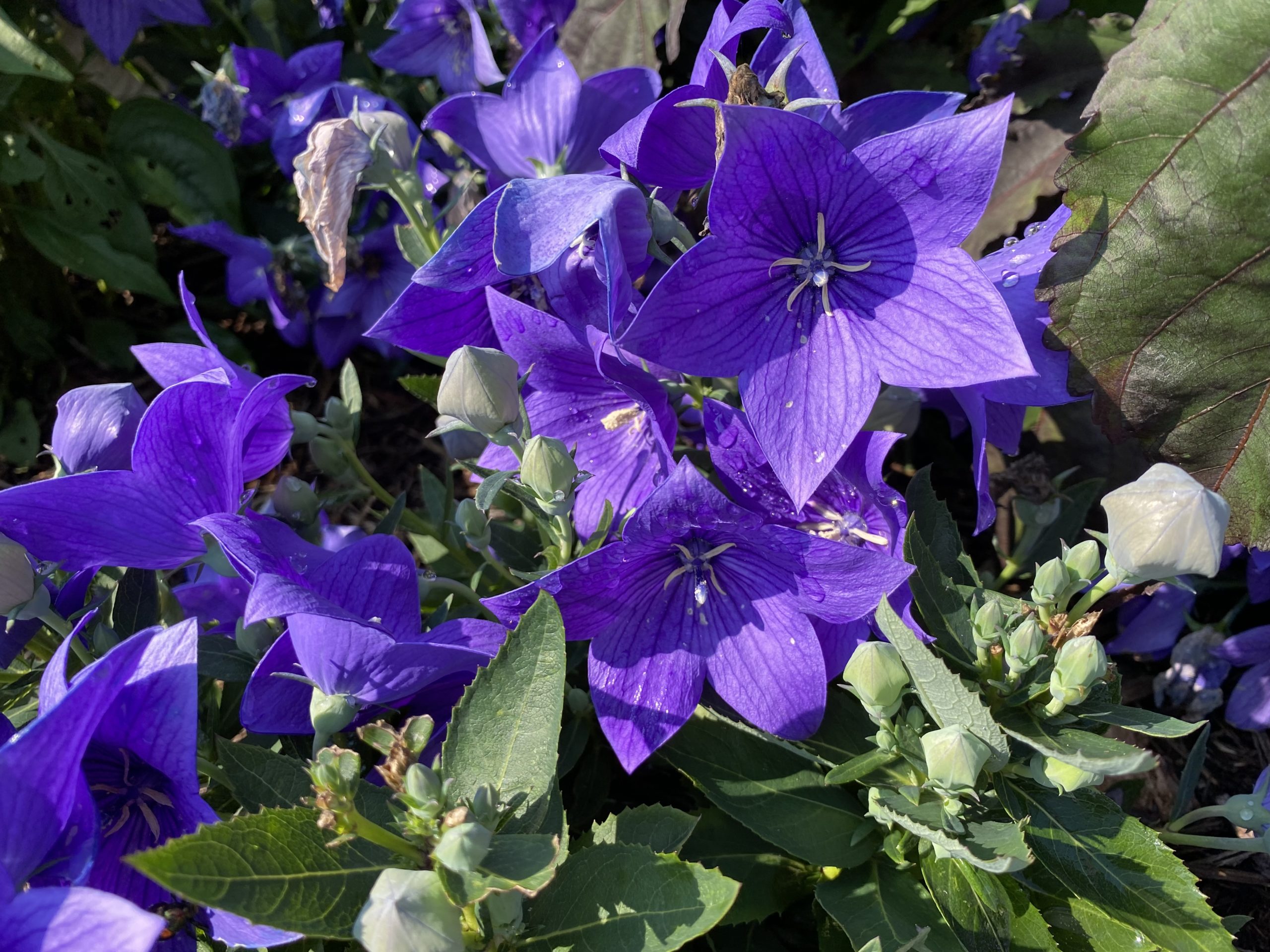 PLATYCODON grandiflorus POP STAR™ Series Blue