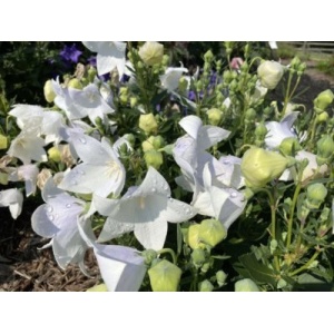PLATYCODON grandiflorus POP STAR™ Series White