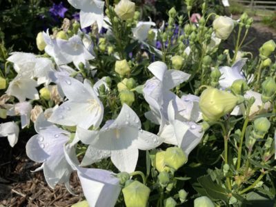 PLATYCODON grandiflorus POP STAR™ Series White