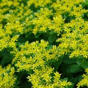 SEDUM floriferum 'Weihenstephaner Gold'