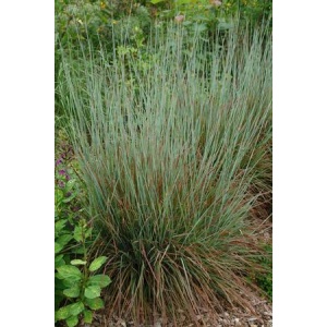 SCHIZACHYRIUM scoparium 'Standing Ovation' PP25202