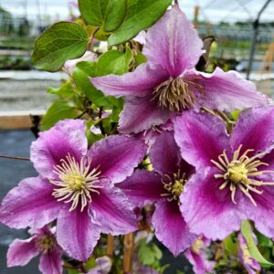 CLEMATIS 'Piilu'