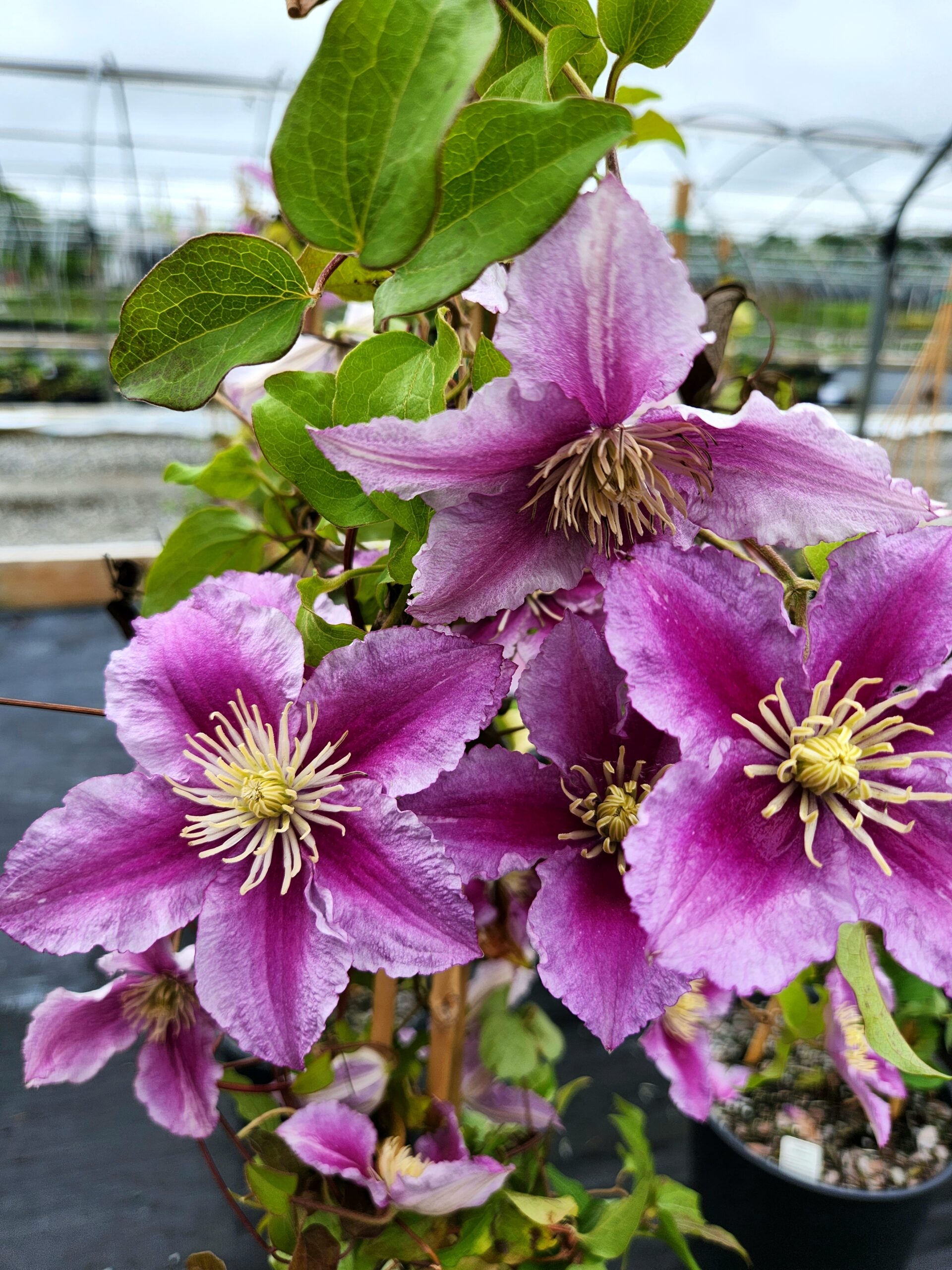 CLEMATIS 'Piilu'