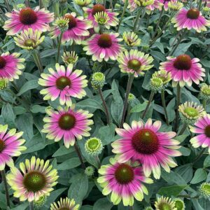 ECHINACEA 'Sweet Sandia' PP33560