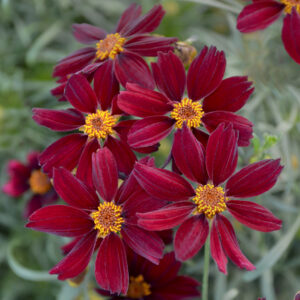 COREOPSIS PERMATHREAD™ 'Red Satin' PP25736