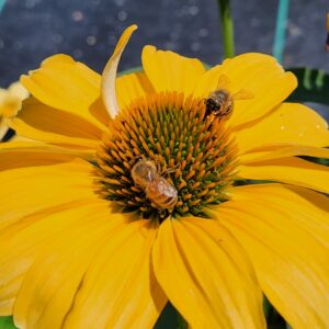 ECHINACEA COLOR CODED&trade; 'One in a Melon' PP35153