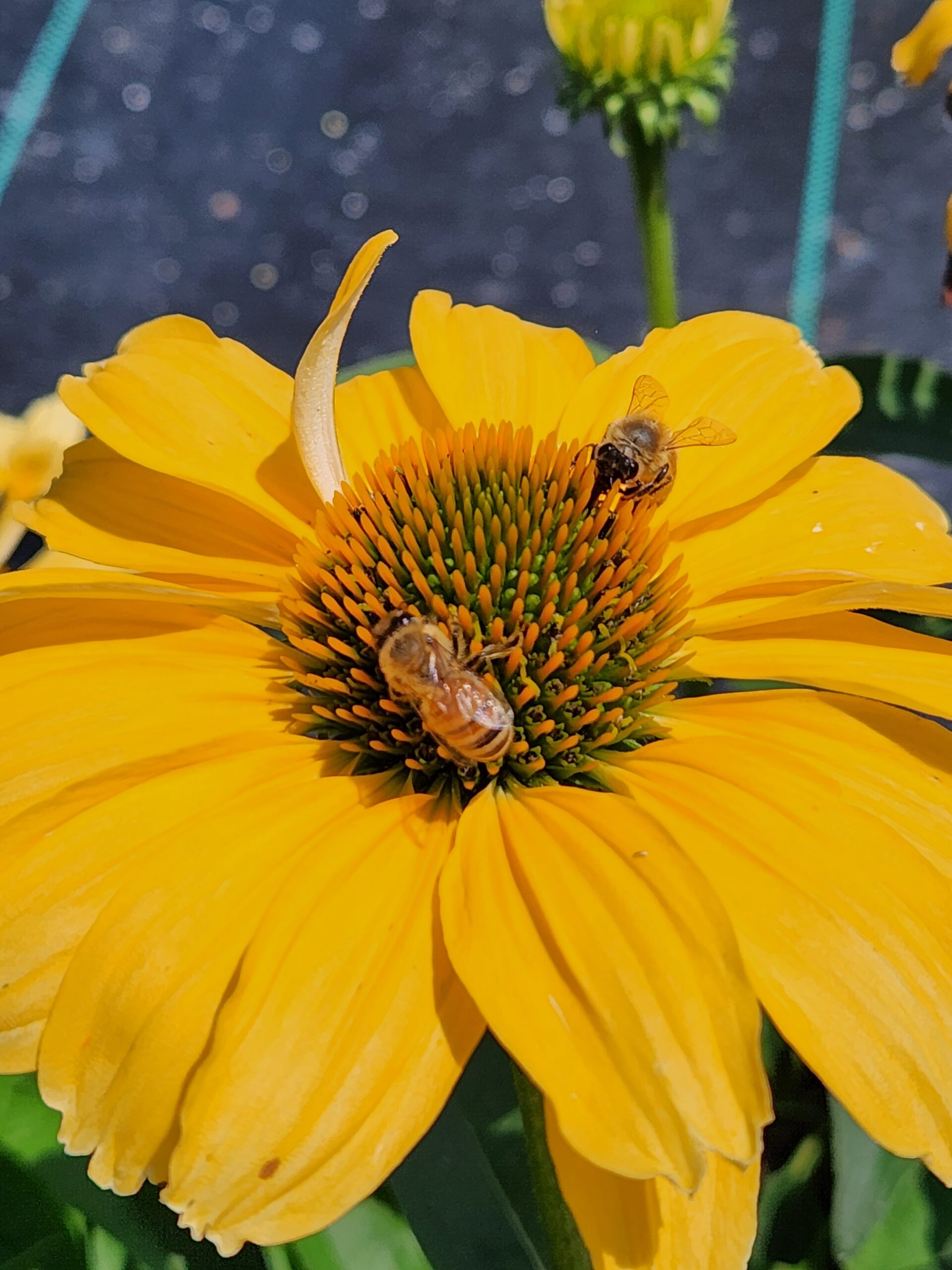 ECHINACEA COLOR CODED™ 'One in a Melon' PP35153