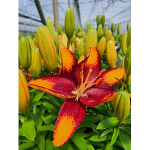 LILIUM asiatic Pot Lily Looks&trade; 'Tiny Lion' PPAF
