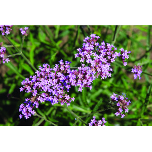 VERBENA bonariensis 'Lollipop'