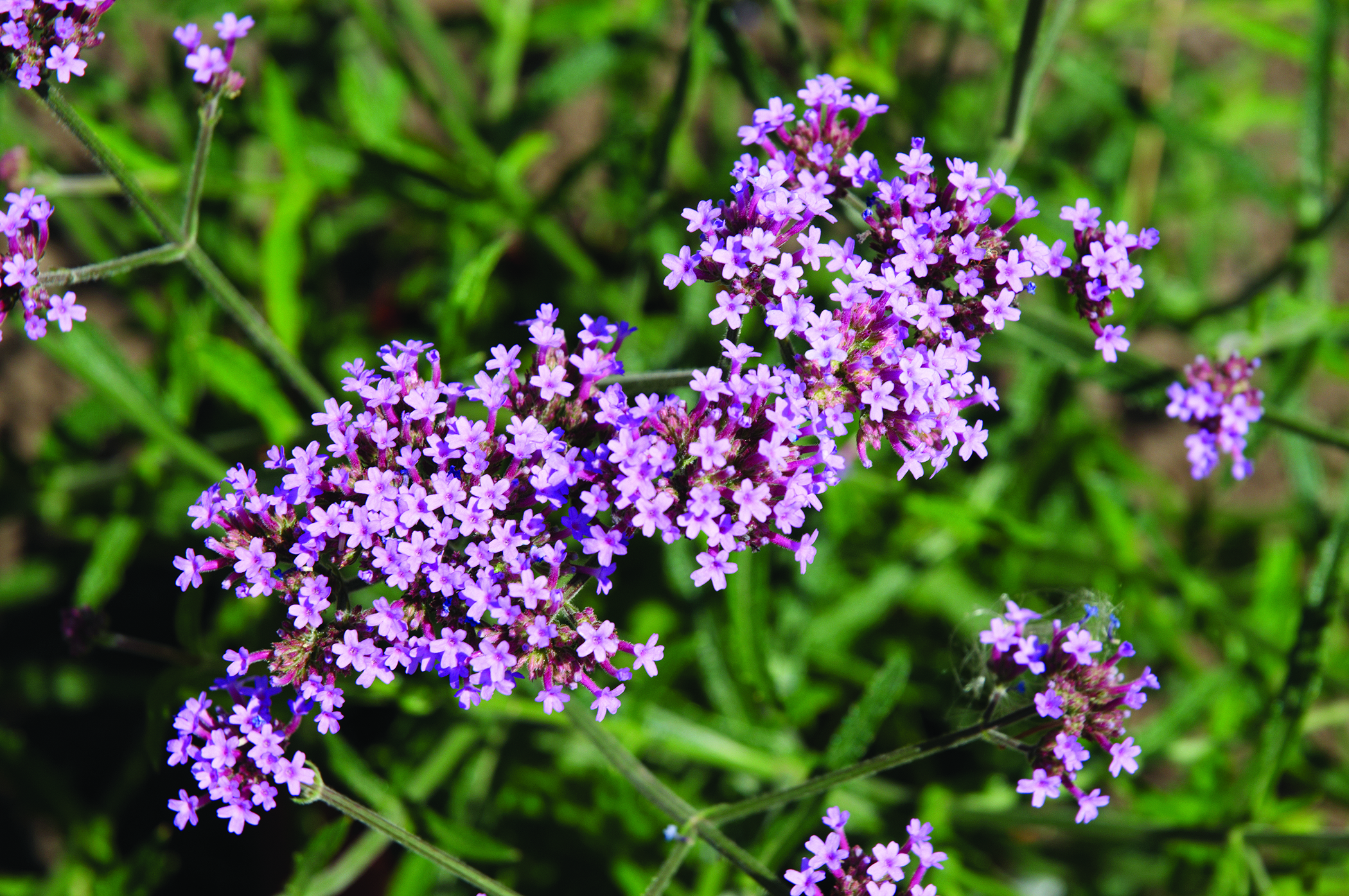 VERBENA bonariensis 'Lollipop'