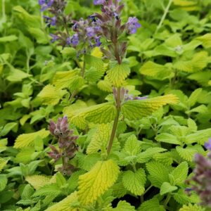 NEPETA 'Chartreuse on the Loose' PP35867