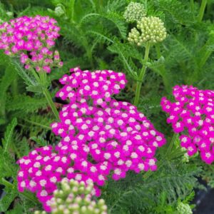 ACHILLEA millefolium 'Oertel's Rose'
