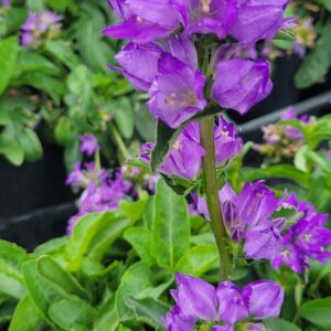 CAMPANULA glomerata 'Freya' PP22738