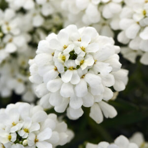 IBERIS sempervirens 'Snowstation'™