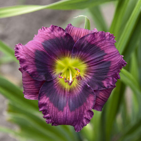 HEMEROCALLIS 'Kansas Kitten