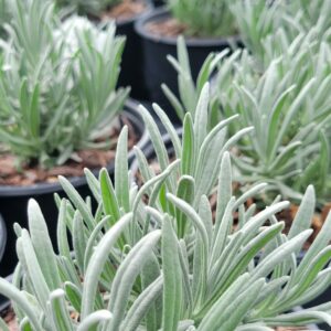 LAVANDULA x intermedia 'Exceptional!' PP35846