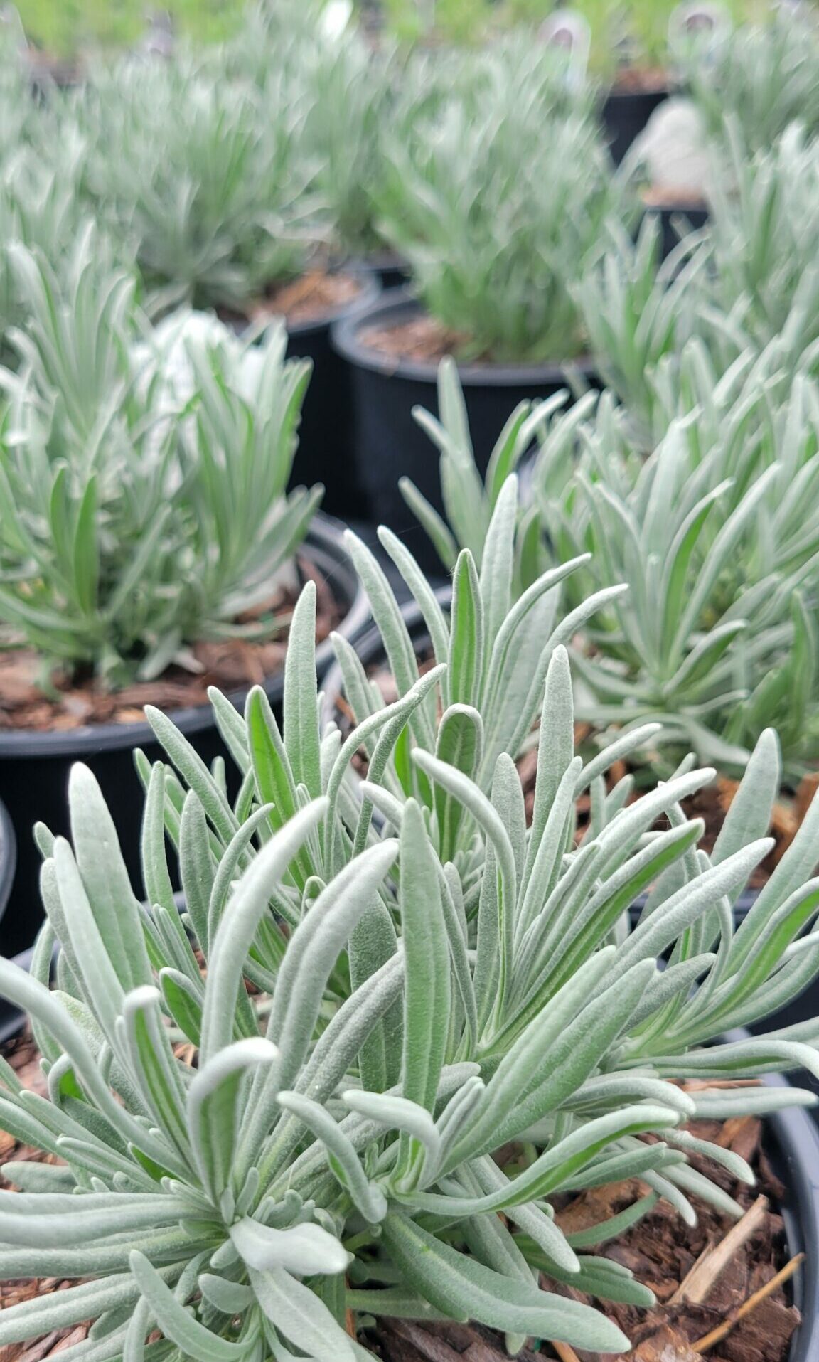 LAVANDULA x intermedia 'Exceptional!' PP35846