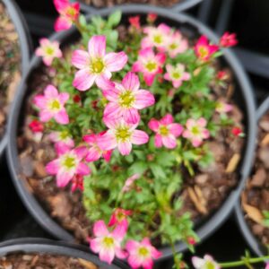 SAXIFRAGA TOURAN™ Series 'Pink'