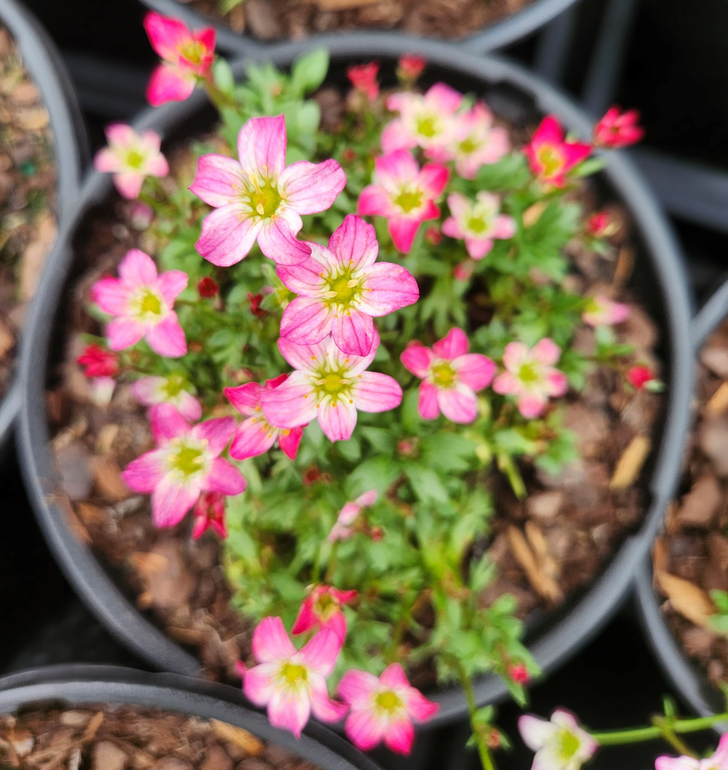 SAXIFRAGA TOURAN™ Series 'Pink'