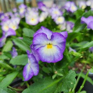 VIOLA cornuta HALO™ Series 'Lilac' PP24542