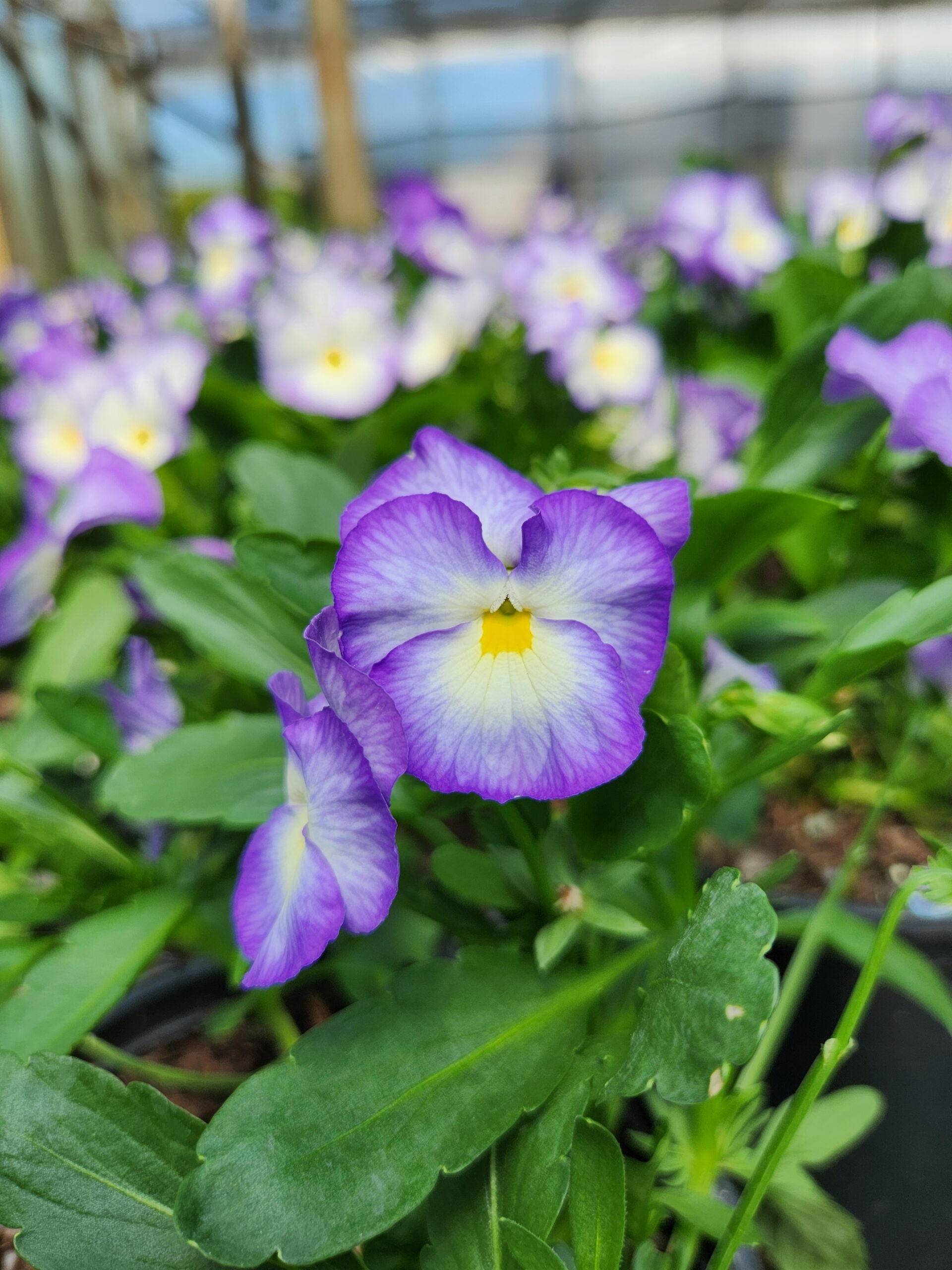 VIOLA cornuta HALO™ Series 'Lilac' PP24542