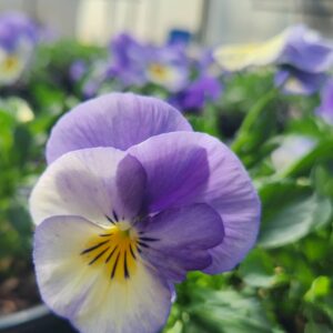 VIOLA cornuta HALO™ Series 'Sky Blue' PP24541