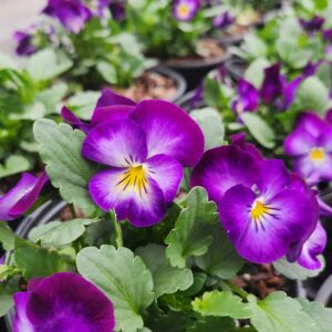 VIOLA cornuta HALO™ Series 'Violet' PP24428