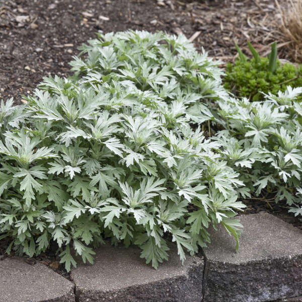 ARTEMISIA 'Silver Lining' PP36888