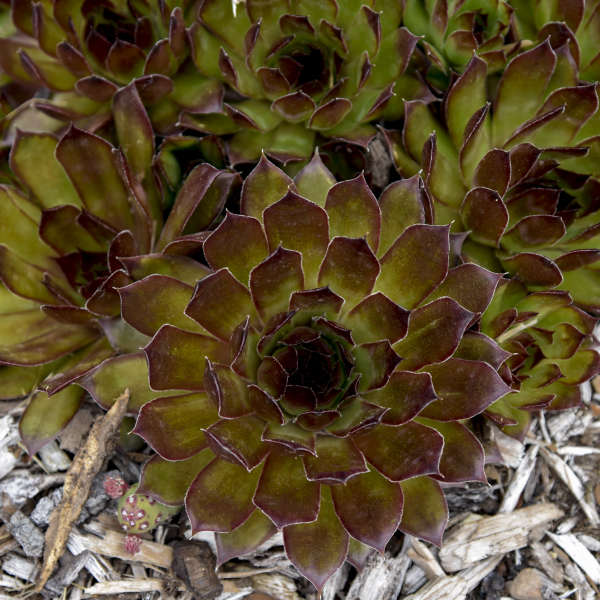 SEMPERVIVUM 'Black'