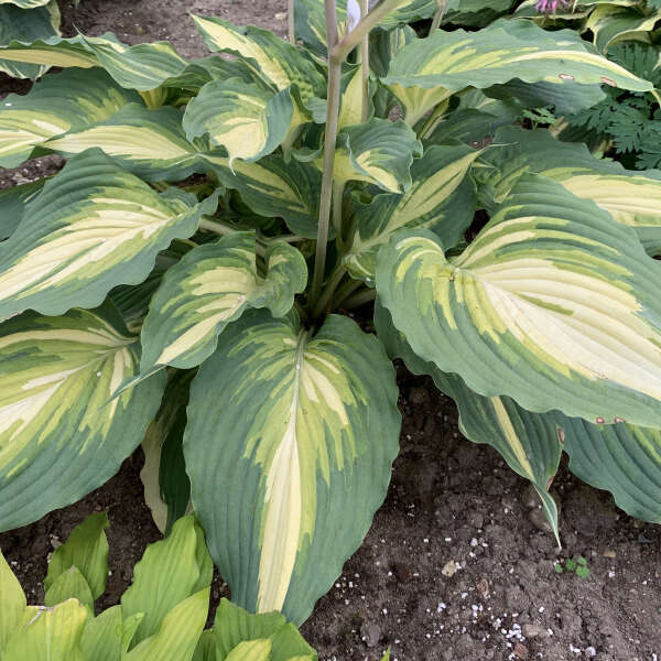 HOSTA SHADOWLAND® Collection 'Love Story' PP34224