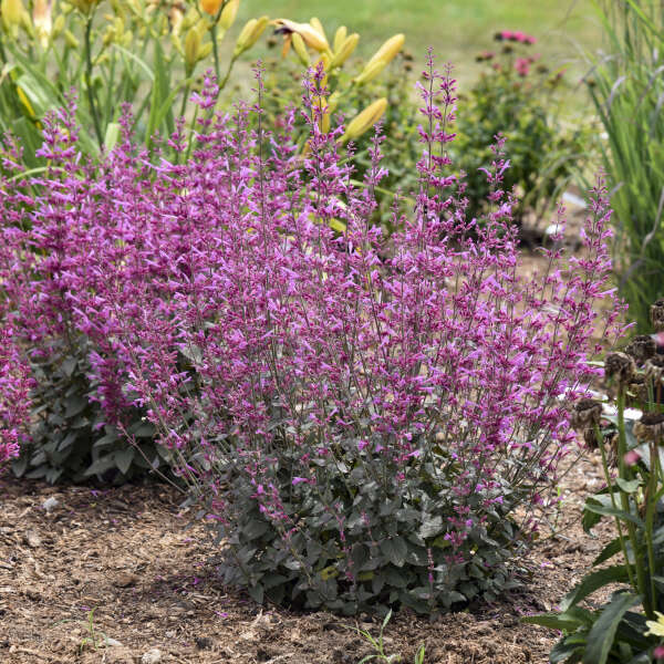 AGASTACHE MEANT TO BEE® 'Royal Raspberry' PP34910