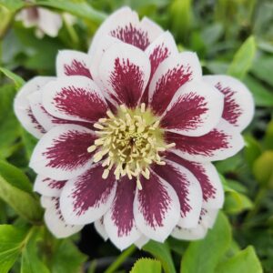 HELLEBORUS WEDDING PARTY SERIES® 'Shotgun Wedding'