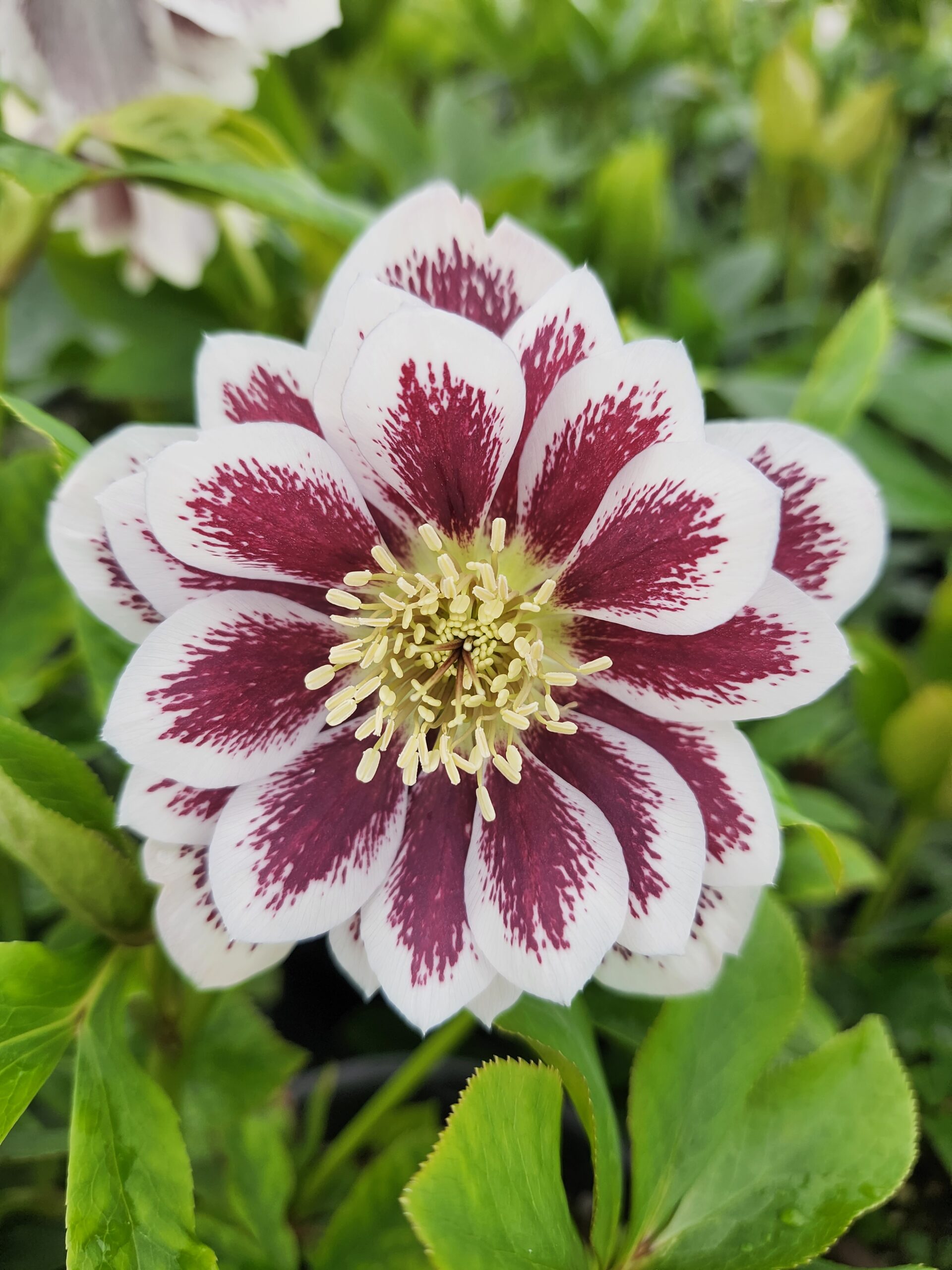 HELLEBORUS WEDDING PARTY SERIES® 'Shotgun Wedding'