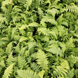 Dryopteris filix-mas (Male fern)