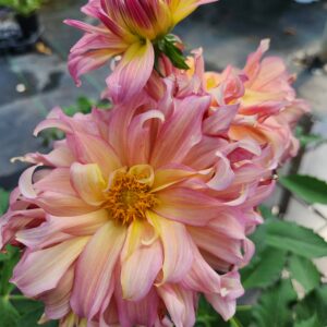 DAHLIA 'GoGo Pink & Yellow'