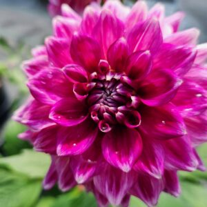 DAHLIA 'GoGo Purple & White'