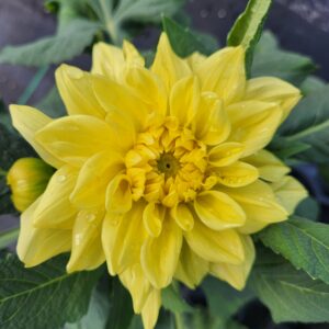 DAHLIA 'GoGo Yellow'