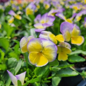 VIOLA cornuta HALO™ Series 'Lemon Frost' PP26383