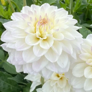 DAHLIA 'GoGo White'