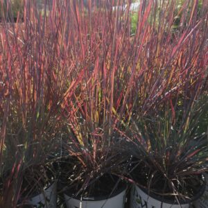 SCHIZACHYRIUM PRAIRIE WINDS® 'Brush Strokes' PP36206