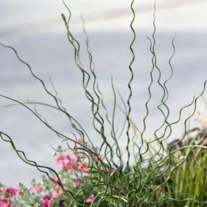 JUNCUS effusus 'Big Twister'